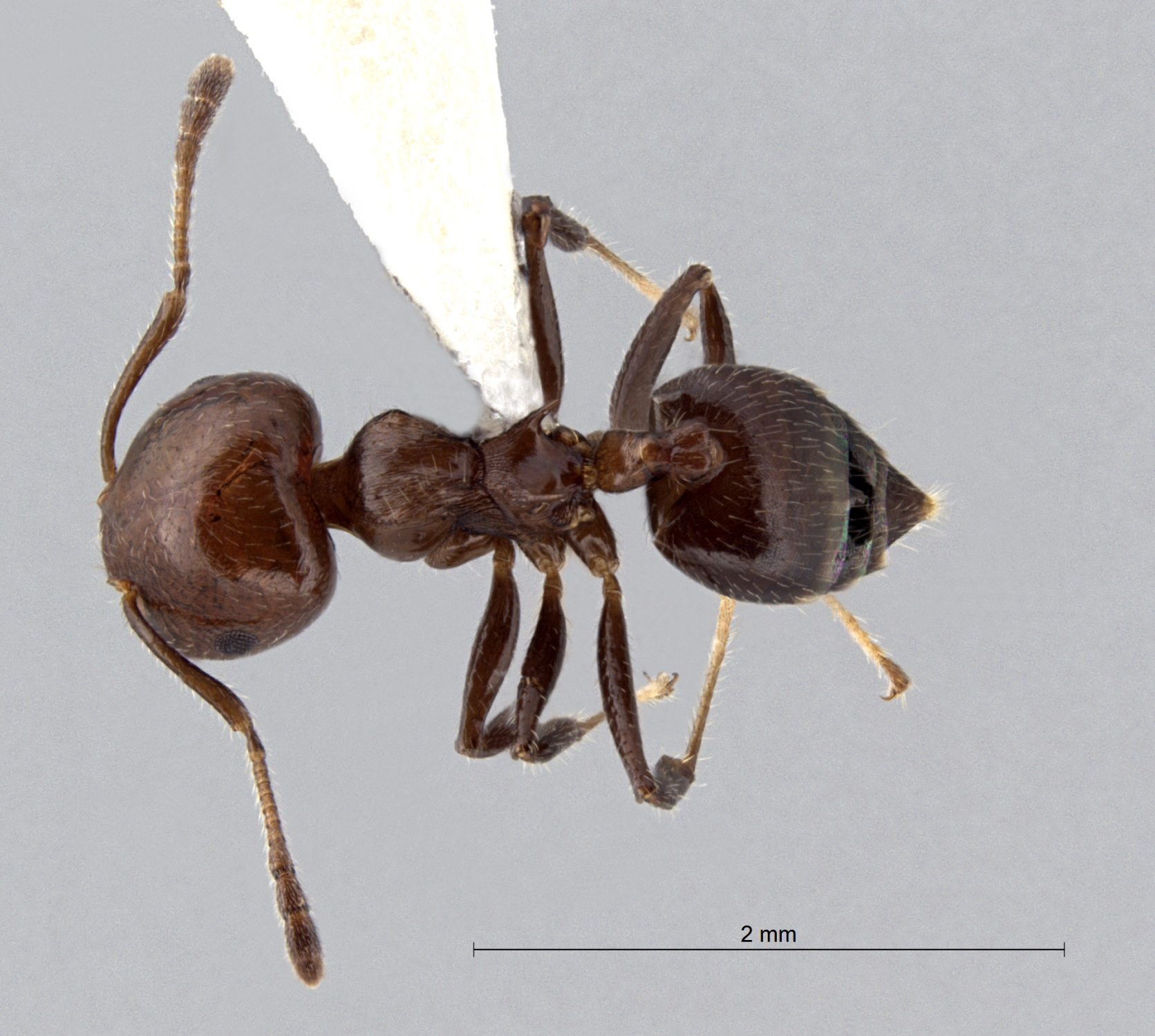 Foto Crematogaster fraxatrix Forel, 1911 dorsal