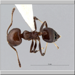 Crematogaster fraxatrix Forel, 1911 dorsal