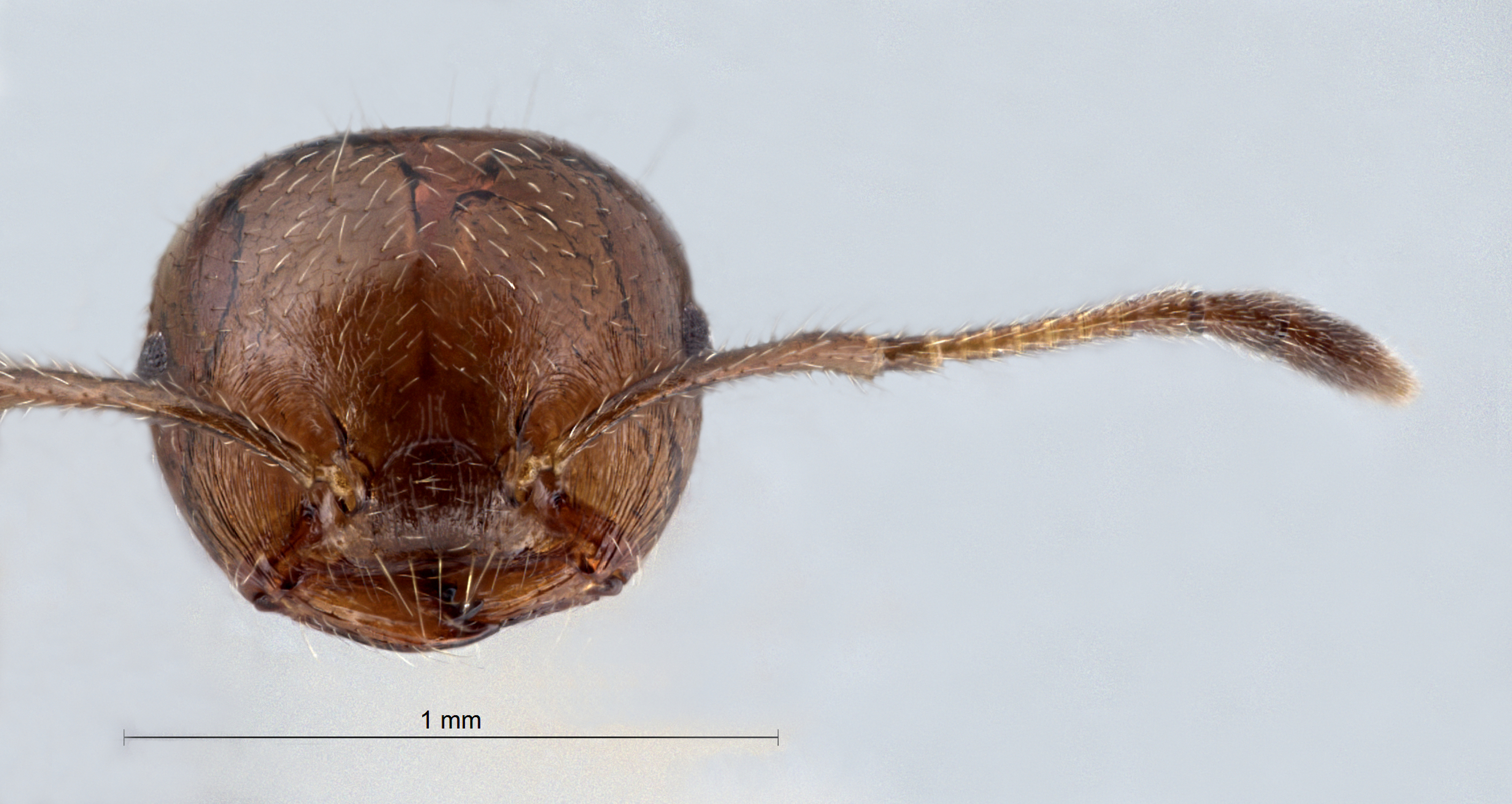 Foto Crematogaster fraxatrix Forel, 1911 frontal