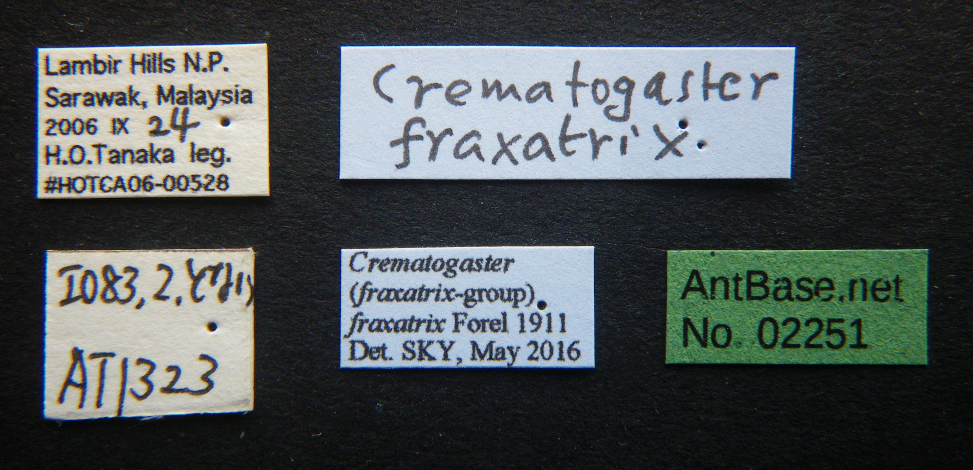 Foto Crematogaster fraxatrix Forel, 1911 Label