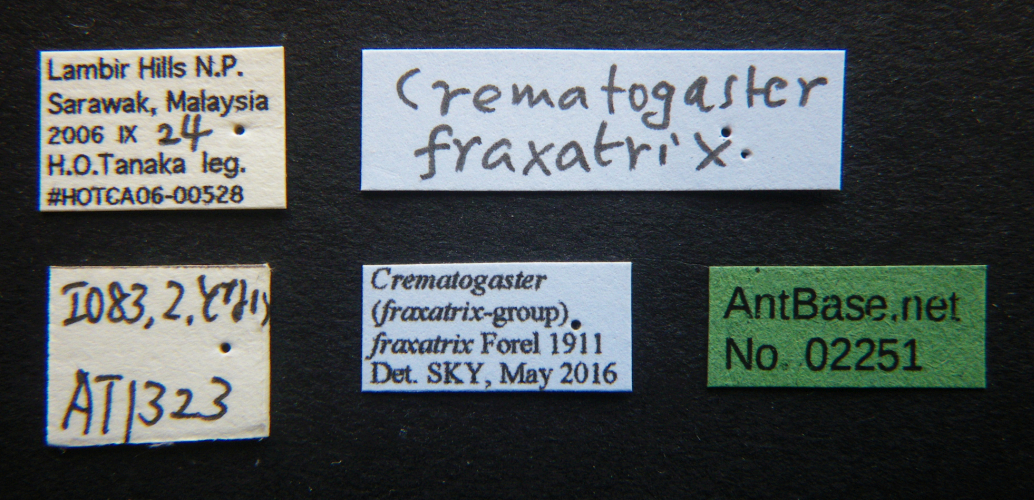 Crematogaster fraxatrix Forel, 1911 Label