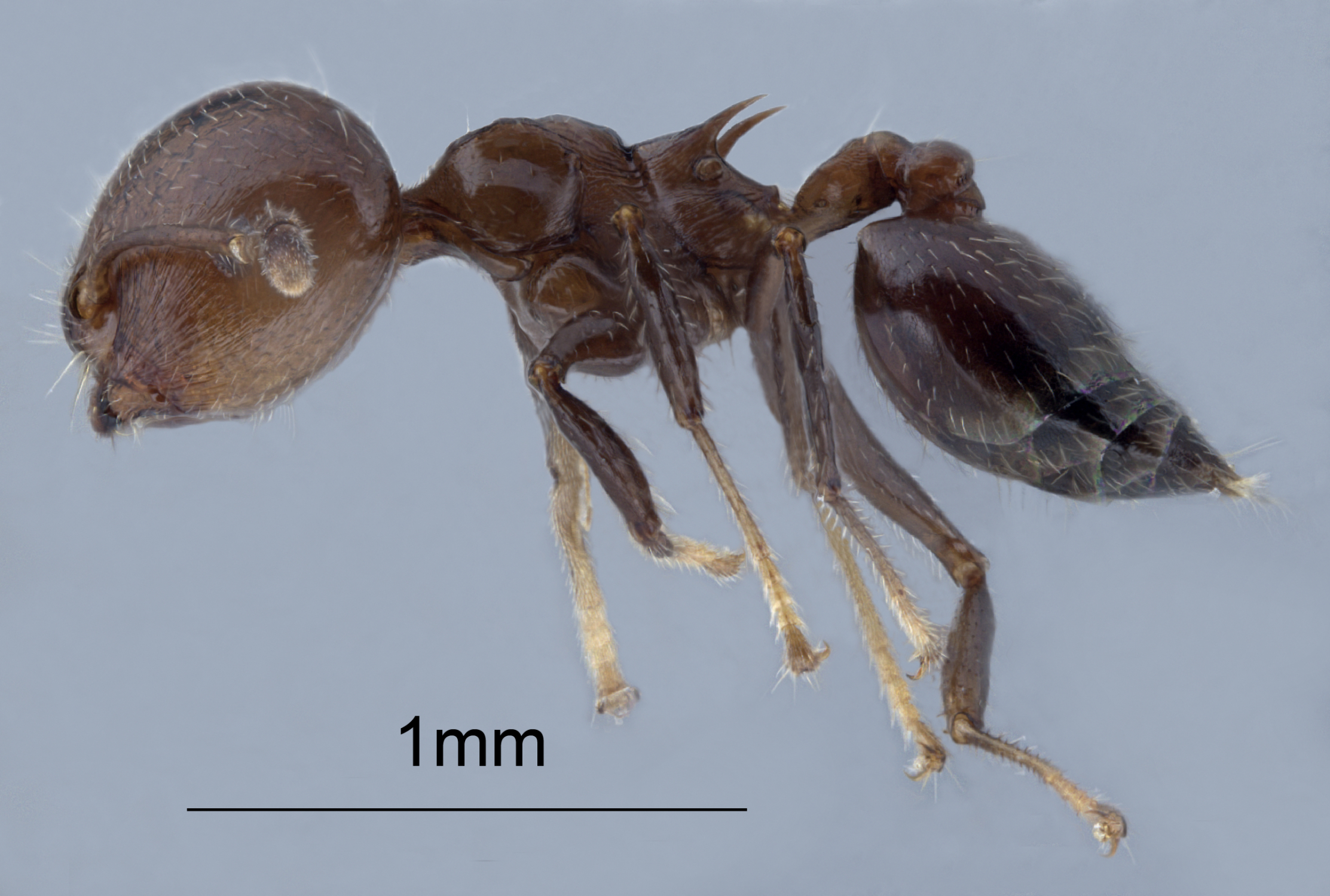 Foto Crematogaster fraxatrix Forel, 1911 lateral