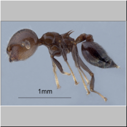 Crematogaster fraxatrix Forel, 1911 lateral