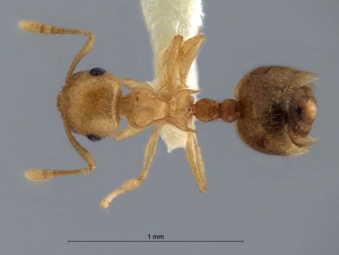 Crematogaster fritzi Emery, 1901 dorsal