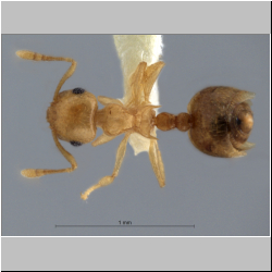 Crematogaster fritzi Emery, 1901 dorsal