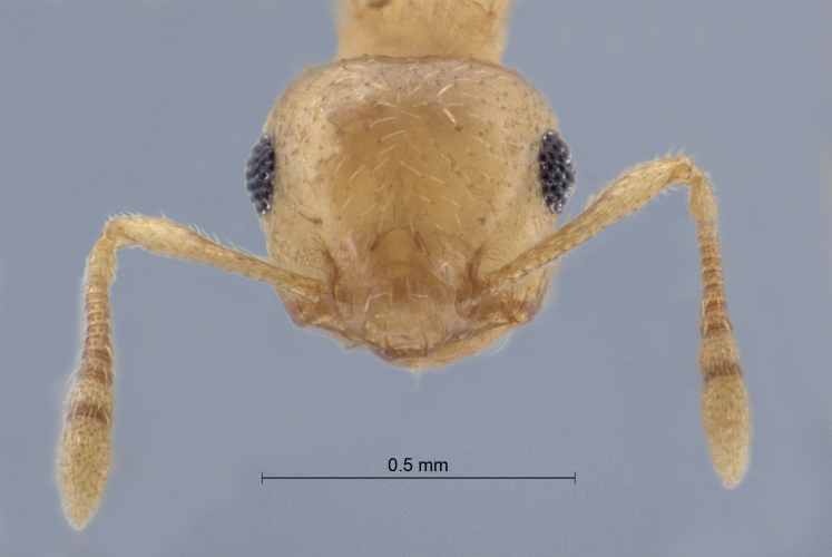 Crematogaster fritzi Emery, 1901 frontal