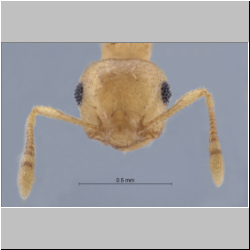 Crematogaster fritzi Emery, 1901 frontal