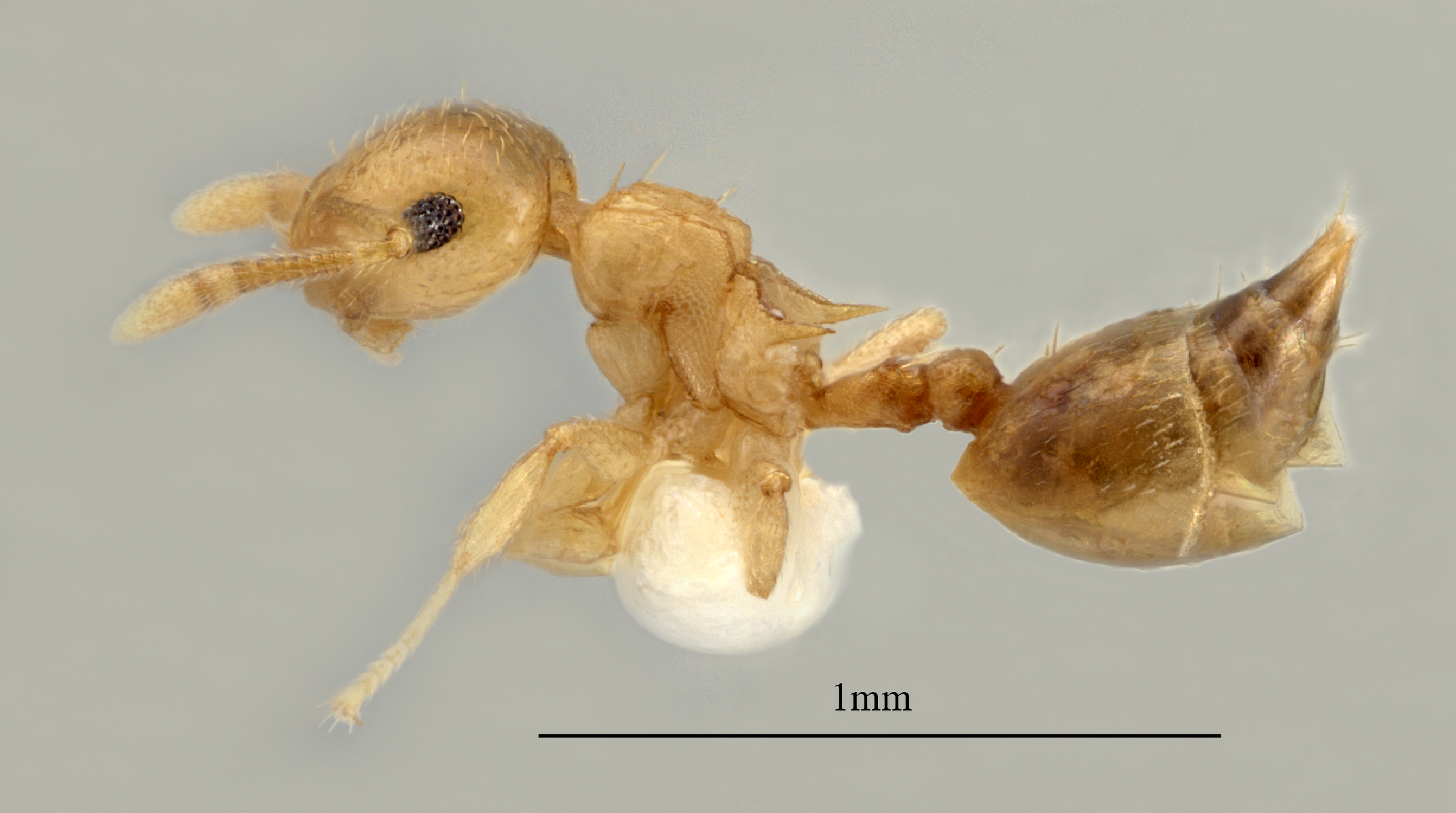 Foto Crematogaster fritzi Emery, 1901 lateral