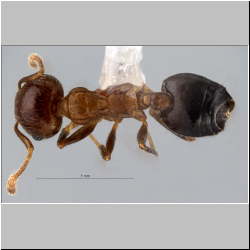 Crematogaster fumikoae S. Hosoishi & K. Ogata, 2015 dorsal