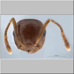 Crematogaster fumikoae S. Hosoishi & K. Ogata, 2015 frontal