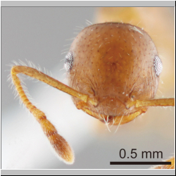 Crematogaster fumikoae S. Hosoishi & K. Ogata, 2015 frontal