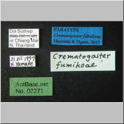 Crematogaster fumikoae S. Hosoishi & K. Ogata, 2015 Label