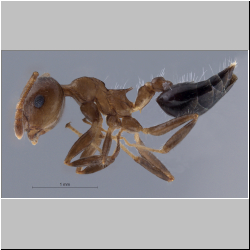 Crematogaster fumikoae S. Hosoishi & K. Ogata, 2015 lateral