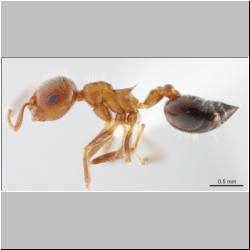 Crematogaster fumikoae S. Hosoishi & K. Ogata, 2015 lateral