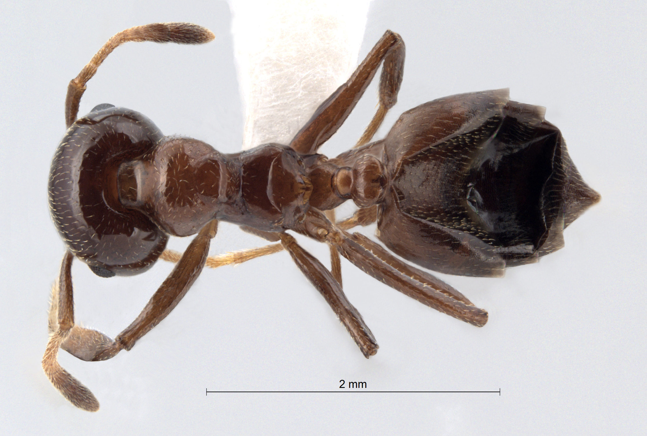 Foto Crematogaster imperfecta Hosoishi, 2015 dorsal