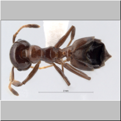 Crematogaster imperfecta Hosoishi, 2015 dorsal