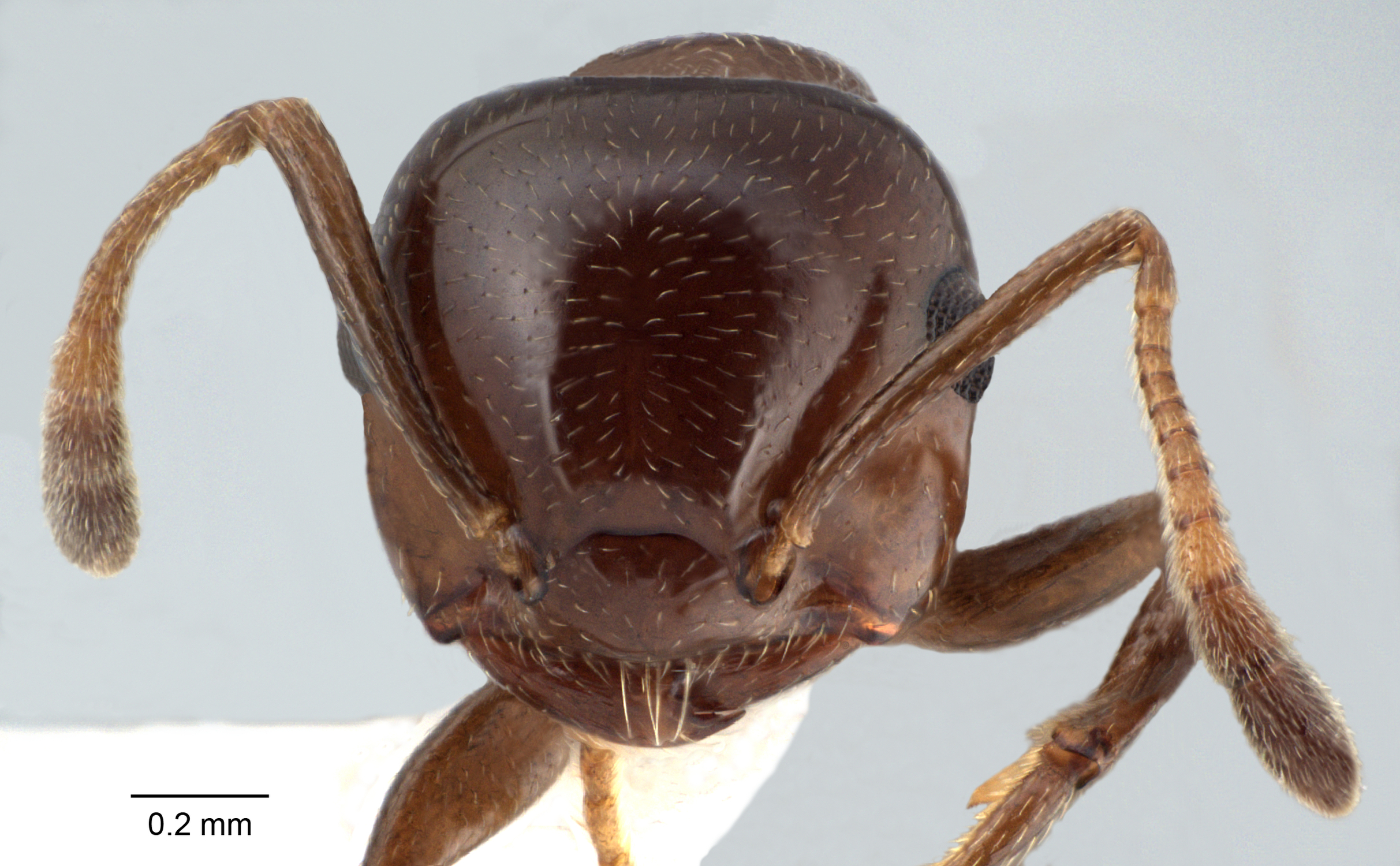 Foto Crematogaster imperfecta Hosoishi, 2015 frontal