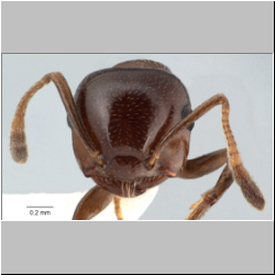 Crematogaster imperfecta Hosoishi, 2015 frontal