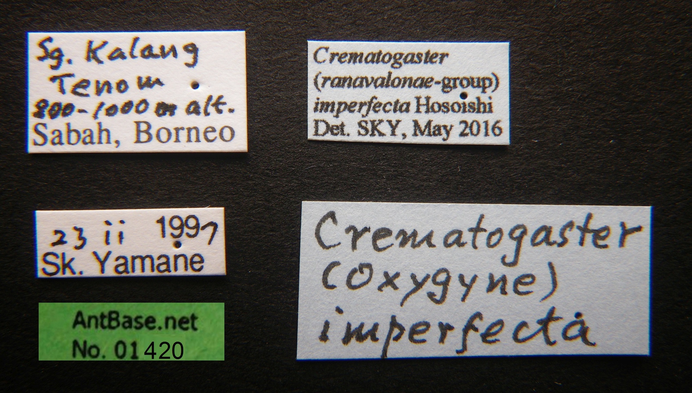 Foto Crematogaster imperfecta Hosoishi, 2015 Label