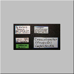 Crematogaster imperfecta Hosoishi, 2015 Label