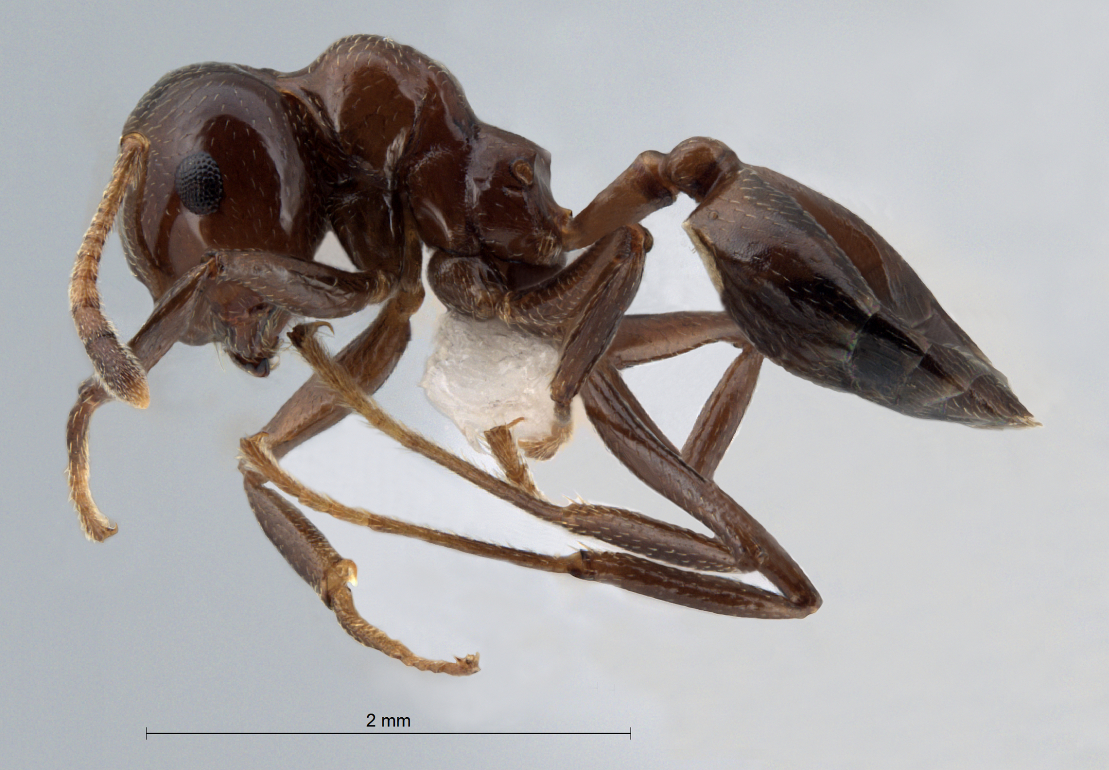 Foto Crematogaster imperfecta Hosoishi, 2015 lateral