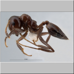 Crematogaster imperfecta Hosoishi, 2015 lateral