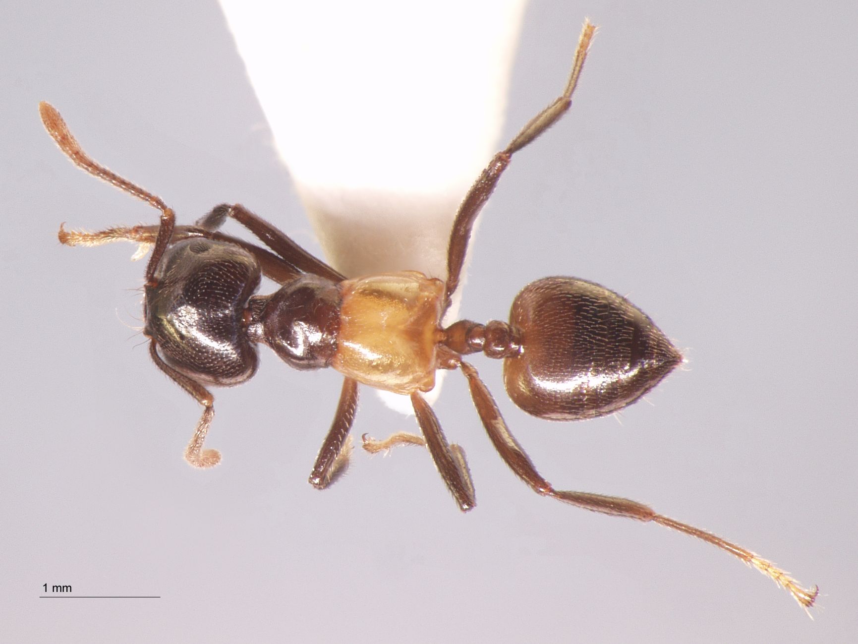 Foto Crematogaster inflata Smith, 1857 dorsal