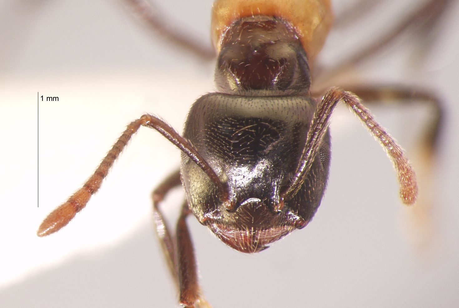 Foto Crematogaster inflata Smith, 1857 frontal