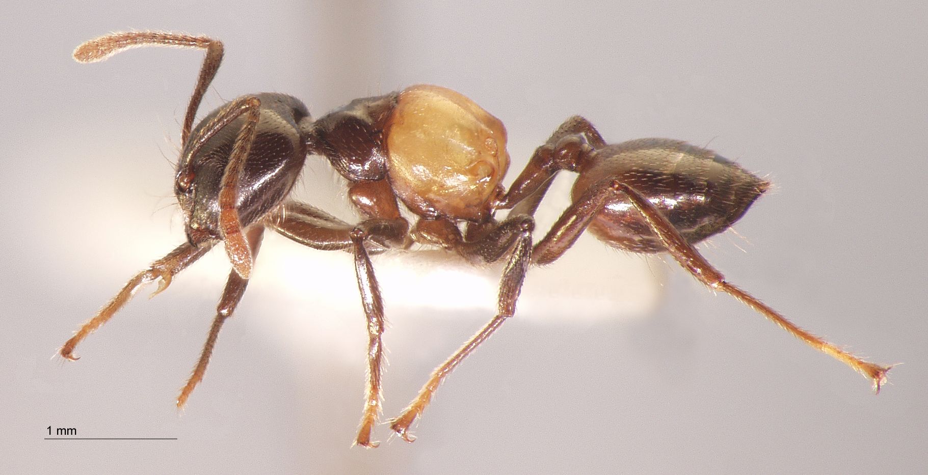 Foto Crematogaster inflata Smith, 1857 lateral