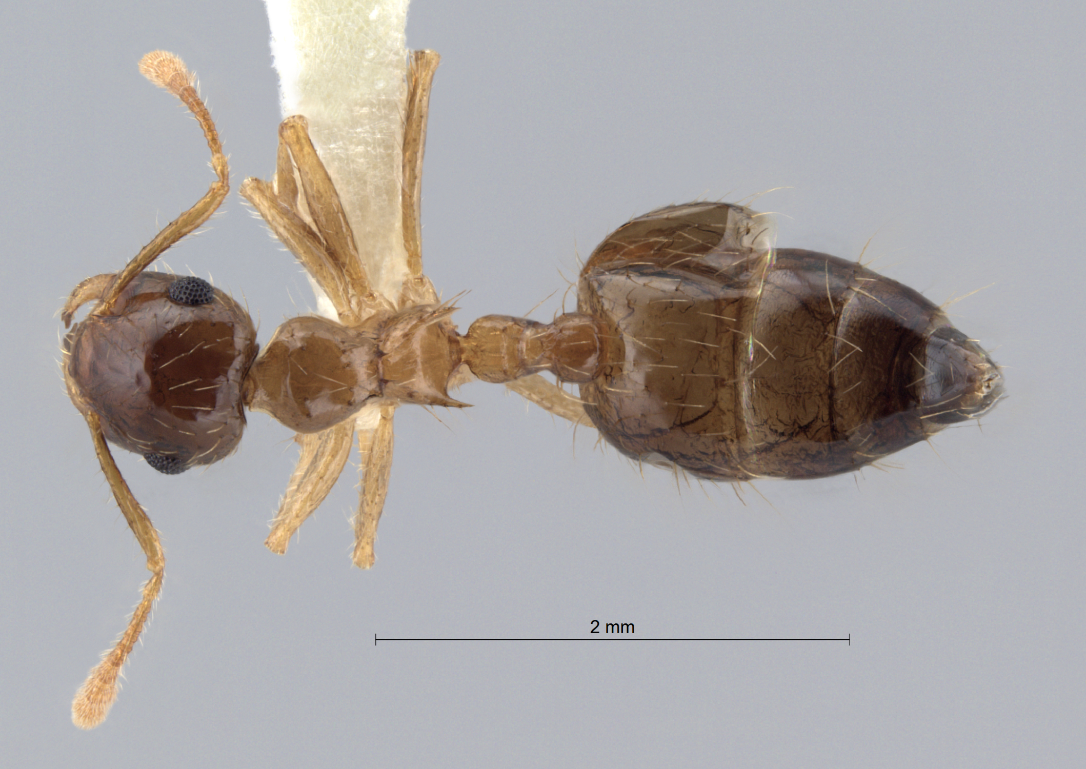 Foto Crematogaster longipilosa Forel, 1907 dorsal