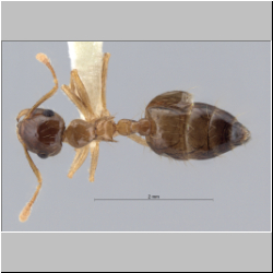 Crematogaster longipilosa Forel, 1907 dorsal