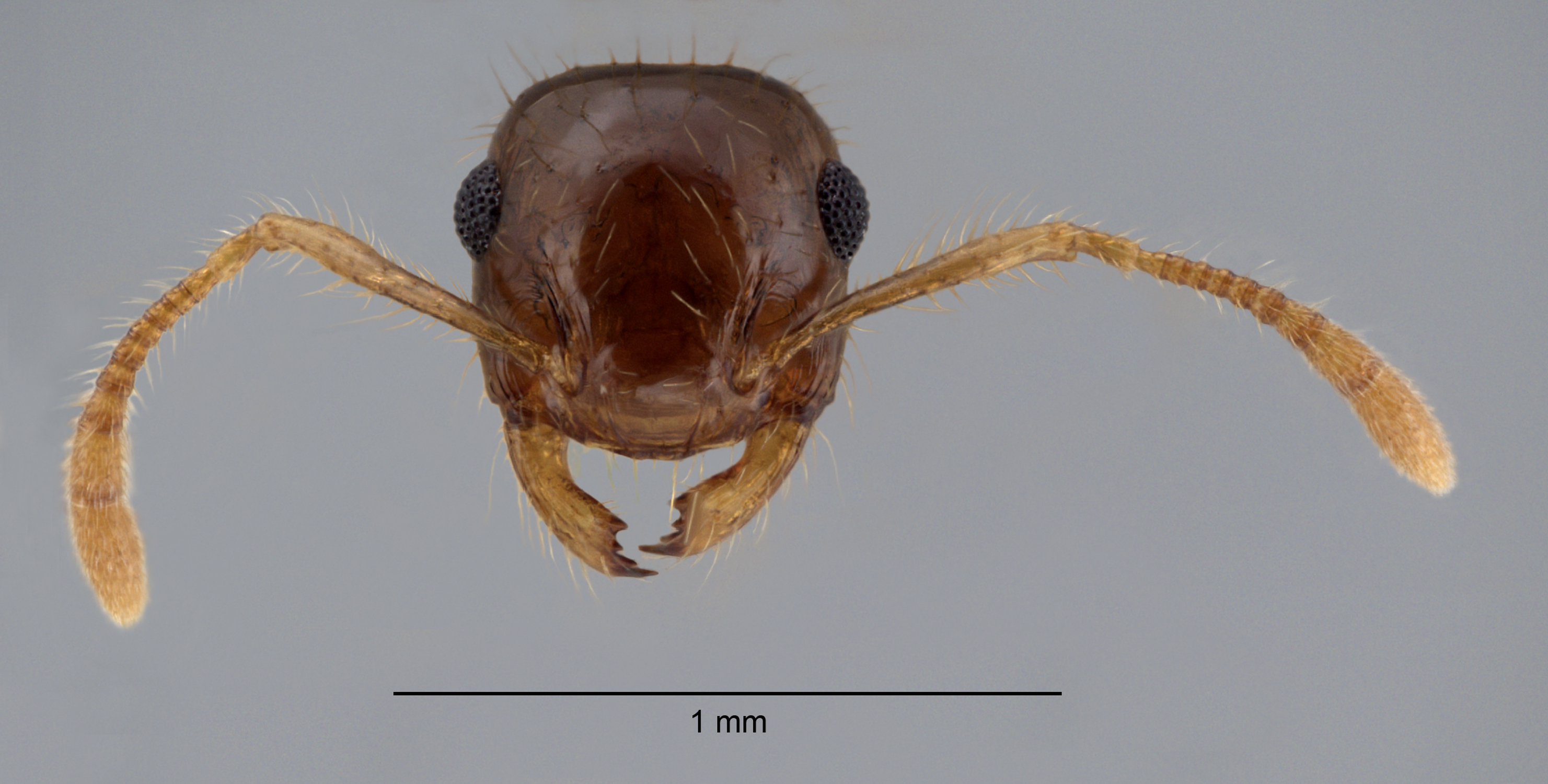 Foto Crematogaster longipilosa Forel, 1907 frontal