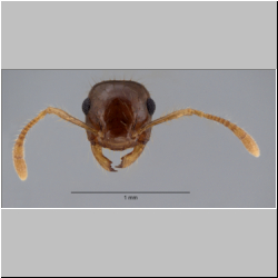 Crematogaster longipilosa Forel, 1907 frontal