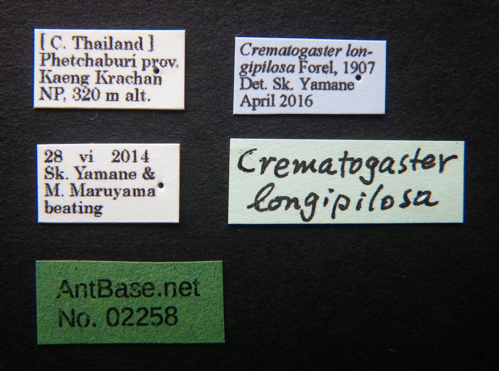 Foto Crematogaster longipilosa Forel, 1907 Label