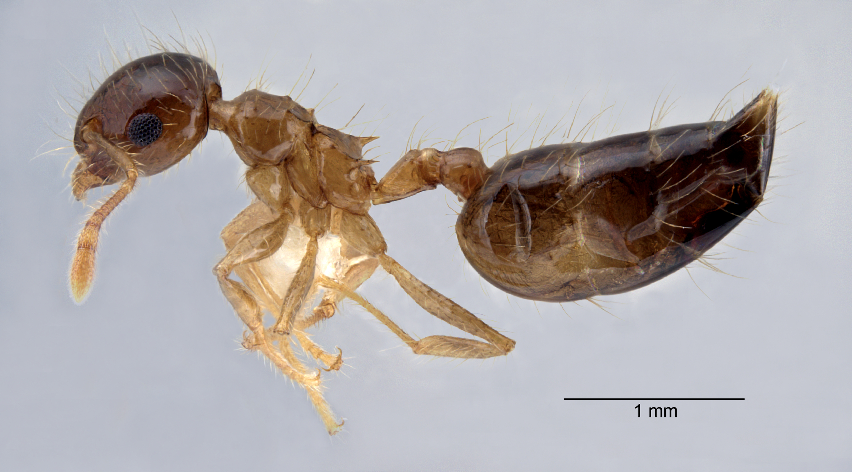 Foto Crematogaster longipilosa Forel, 1907 lateral