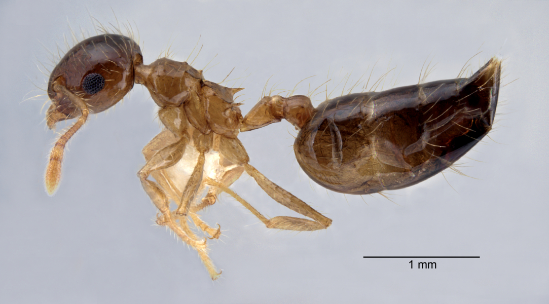 Crematogaster longipilosa Forel, 1907 lateral