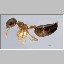 Crematogaster longipilosa Forel, 1907 lateral