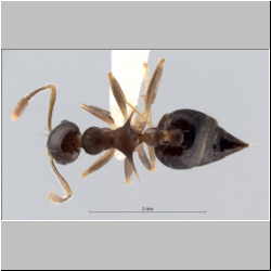 Crematogaster macracantha Creighton, 1945 dorsal