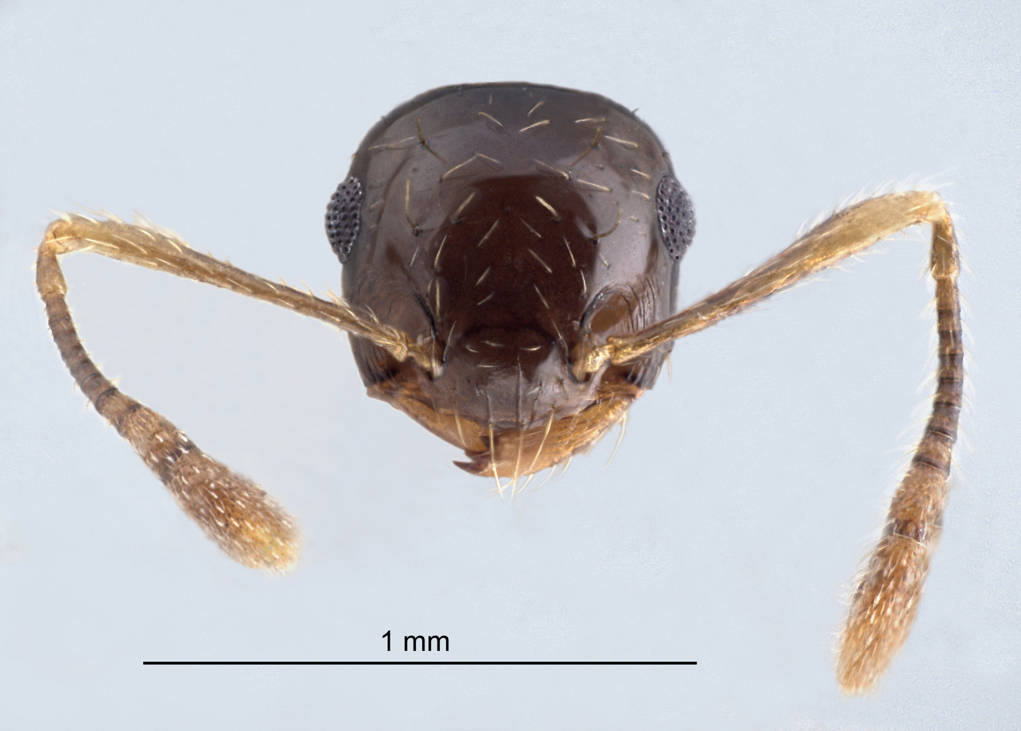 Foto Crematogaster macracantha Creighton, 1945 frontal