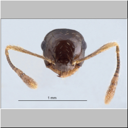 Crematogaster macracantha Creighton, 1945 frontal