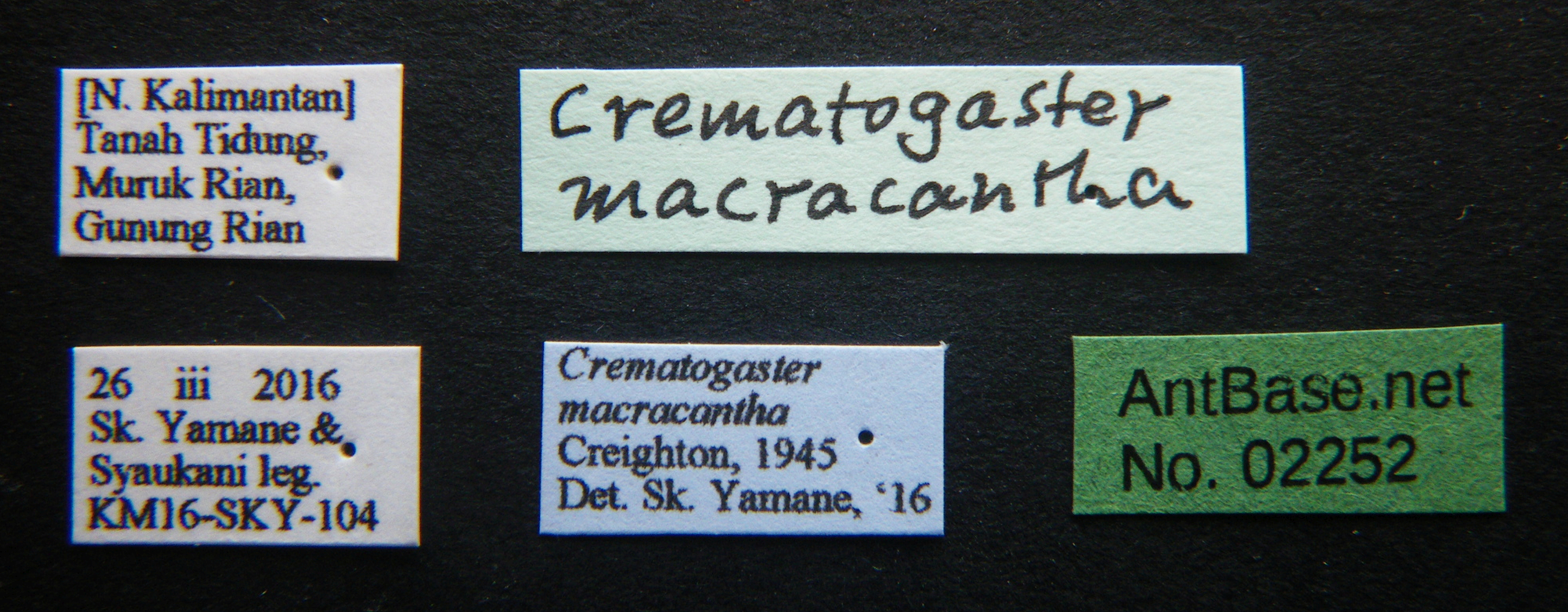 Foto Crematogaster macracantha Creighton, 1945 Label
