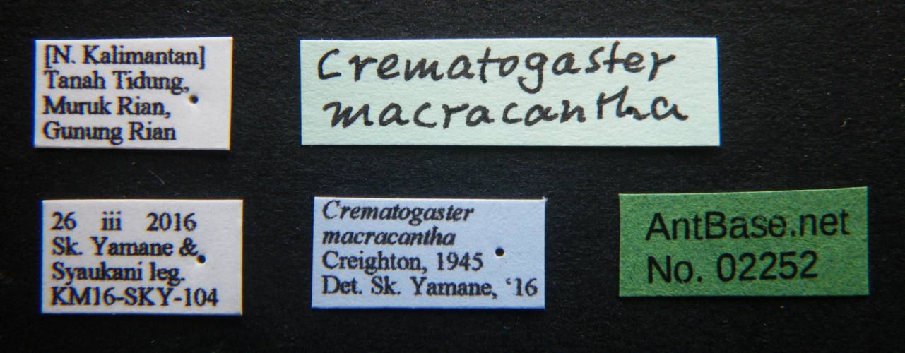 Crematogaster macracantha Creighton, 1945 Label