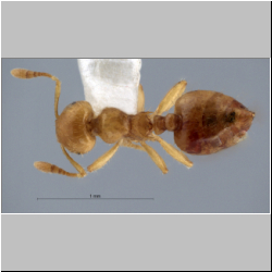 Crematogaster masukoi Hosoishi, Yamane & Ogata , 2010 dorsal