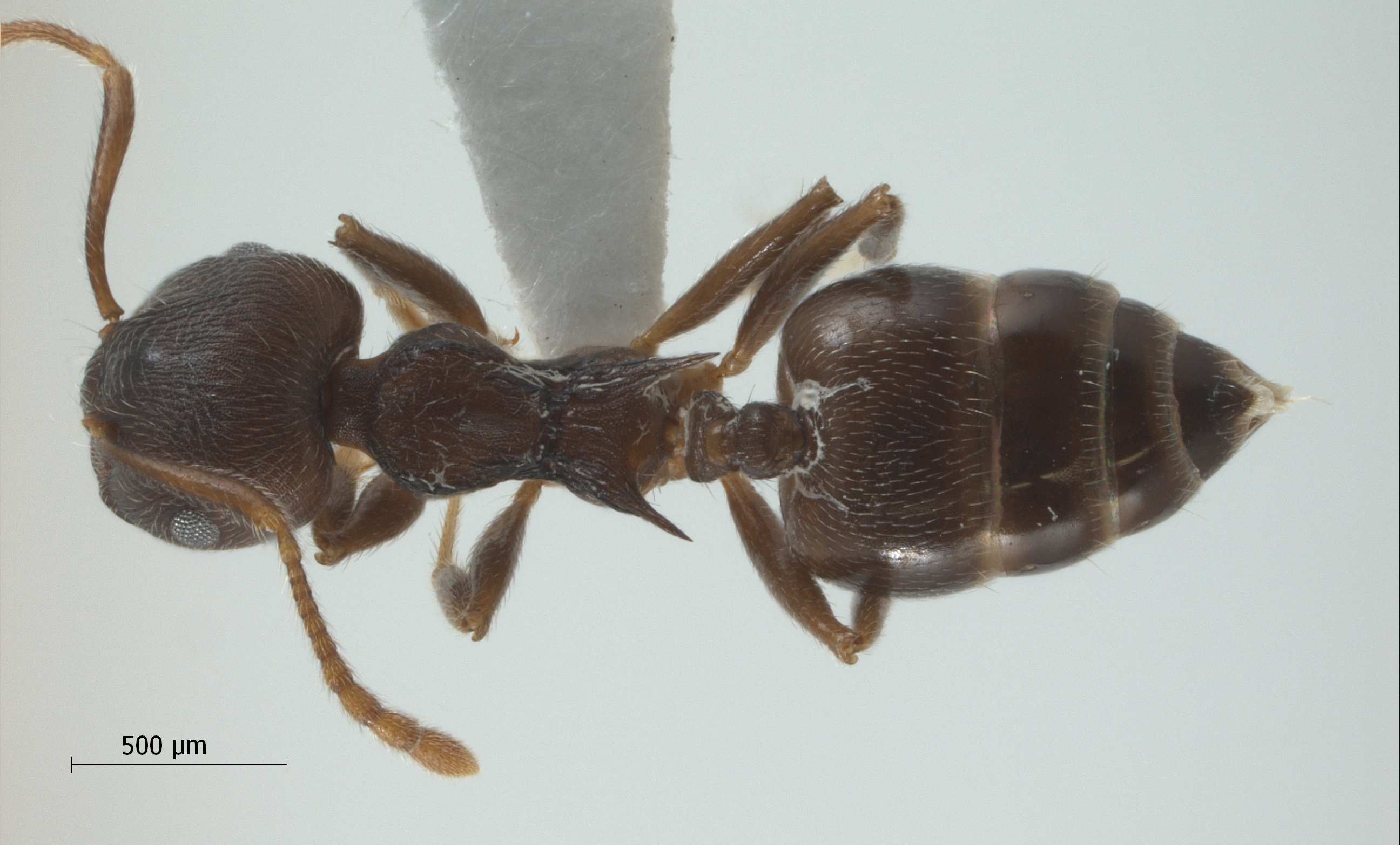 Foto Crematogaster modiglianii Emery, 1900 dorsal