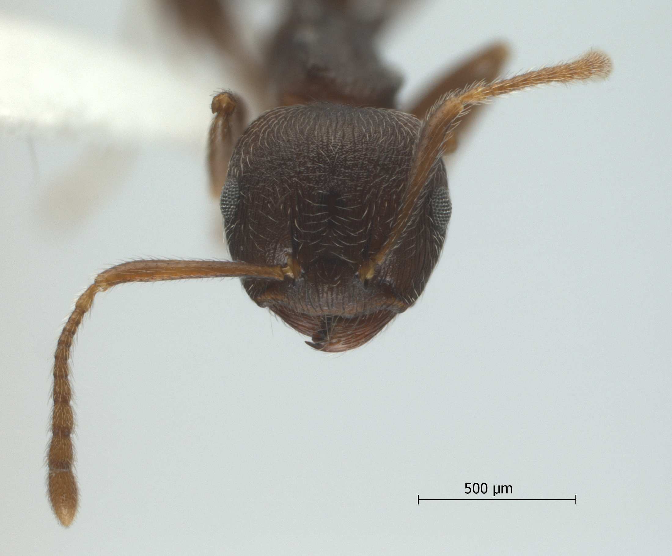 Foto Crematogaster modiglianii Emery, 1900 frontal