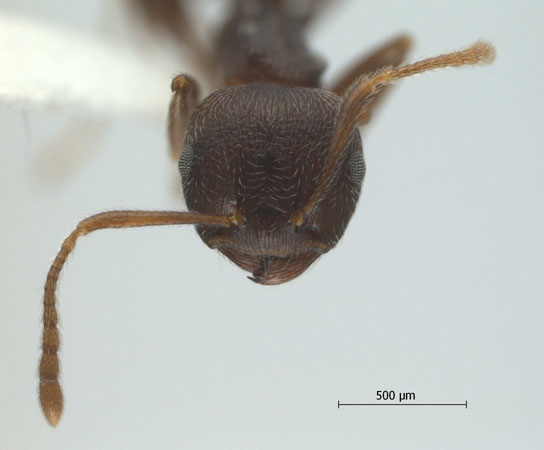 Crematogaster modiglianii Emery, 1900 frontal