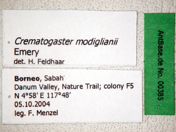 Foto Crematogaster modiglianii Emery, 1900 Label