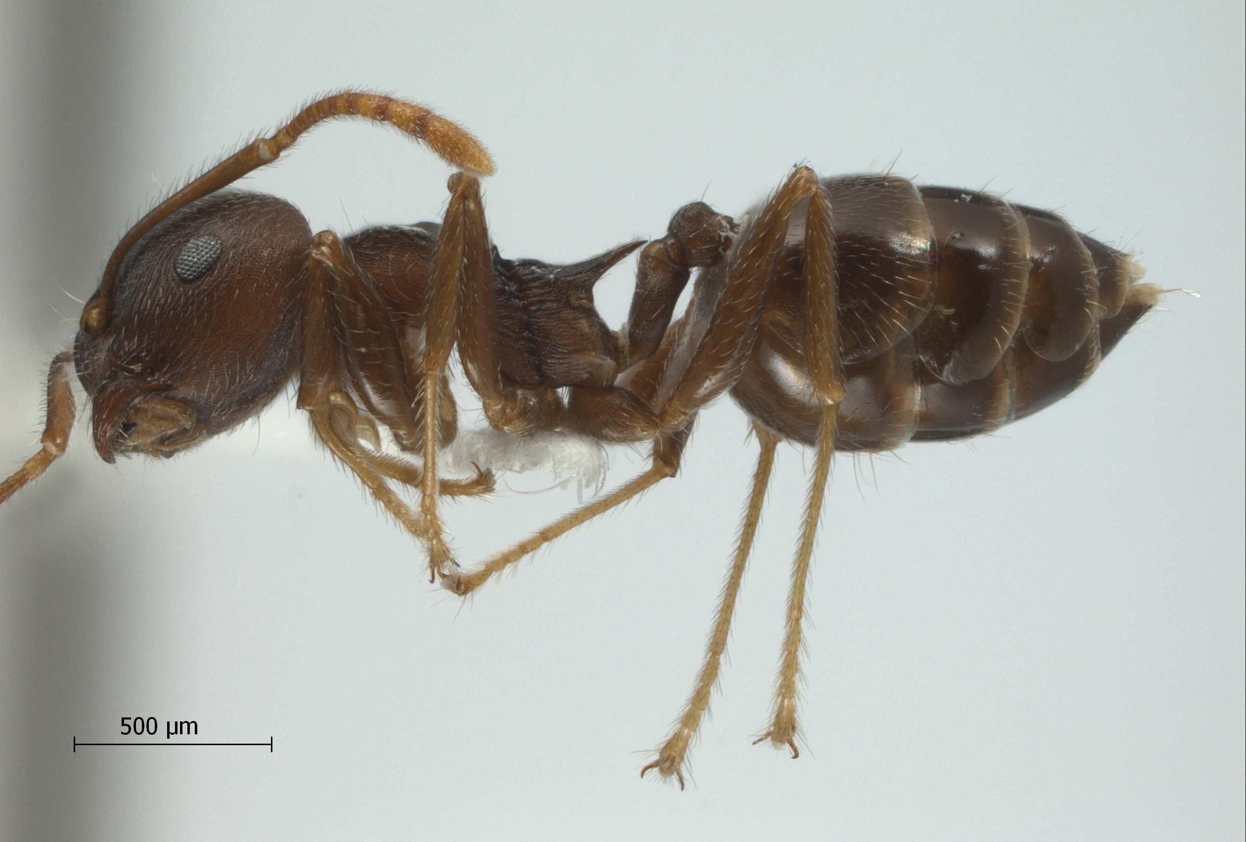 Foto Crematogaster modiglianii Emery, 1900 lateral