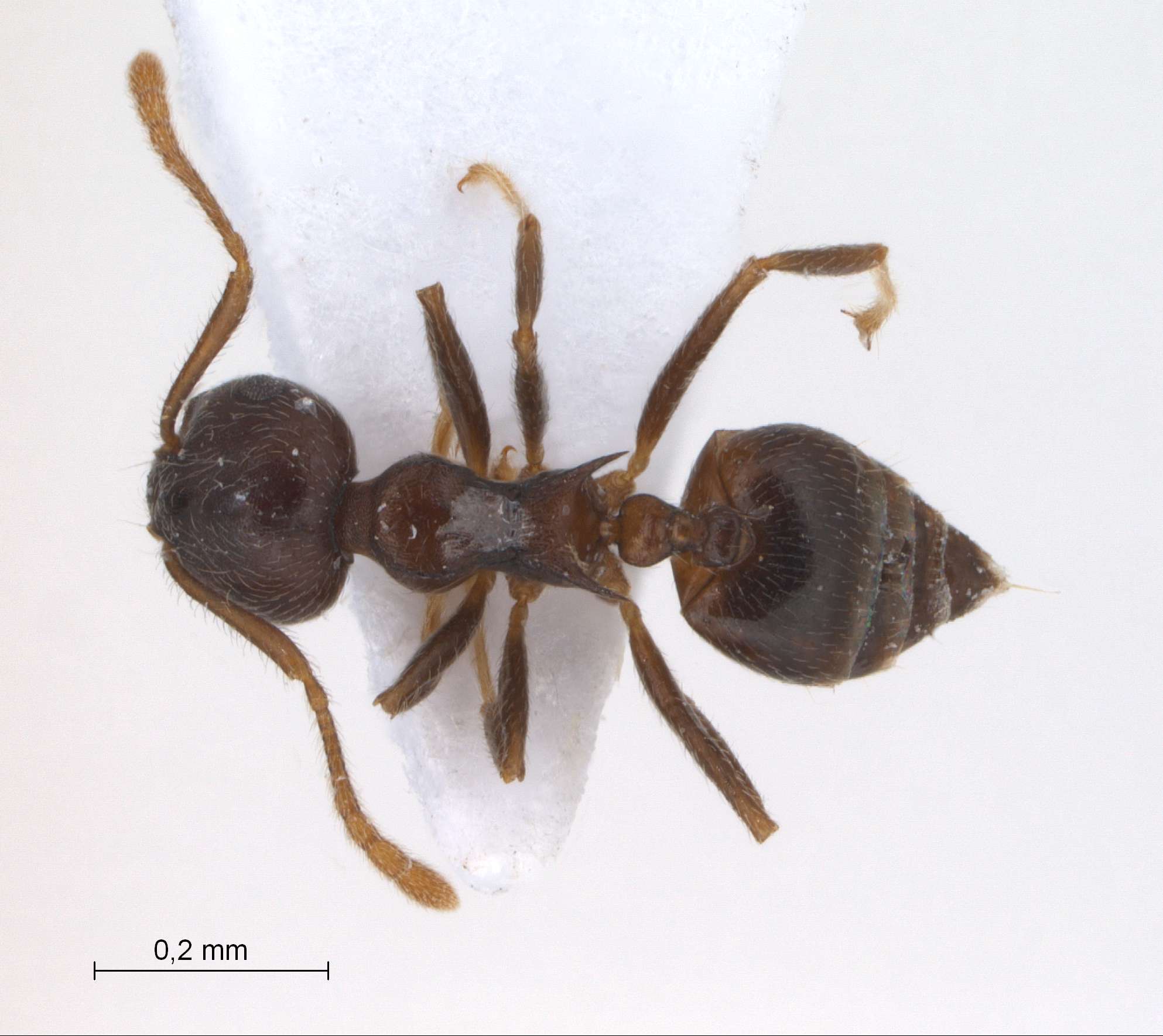 Foto Crematogaster modiglianii Emery, 1900 dorsal