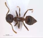 Crematogaster modiglianii Emery, 1900 dorsal